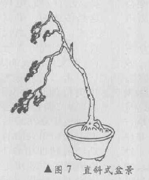 直斜式盆景怎么造型的4个方法