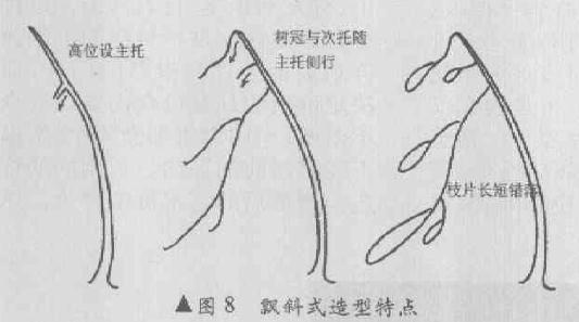 直斜式盆景怎么造型的4个方法