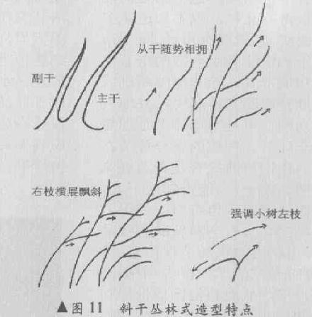 图解 斜干丛林式盆景怎么造型的4个方法