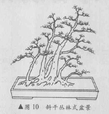图解 斜干丛林式盆景怎么造型的4个方法