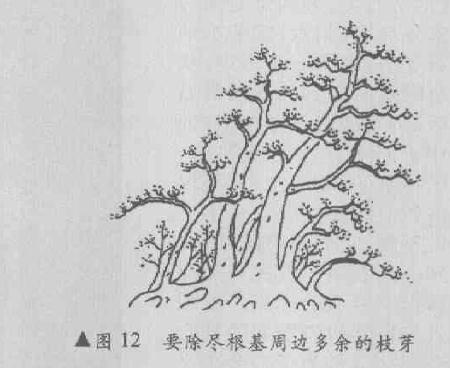 图解 斜干丛林式盆景怎么造型的4个方法