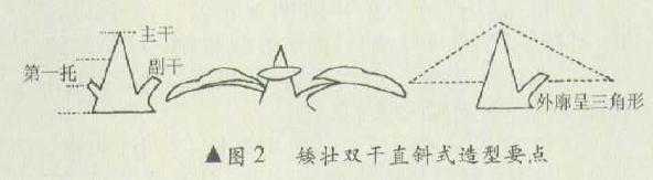 直斜干型双干盆景怎么造型的事实