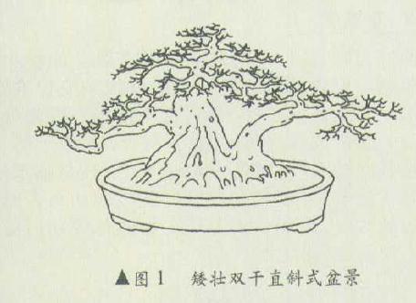 直斜干型双干盆景怎么造型的事实