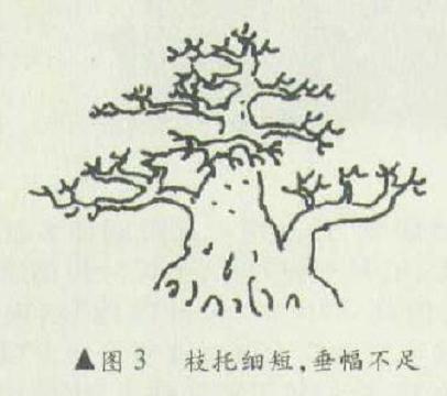 直斜干型双干盆景怎么造型的事实