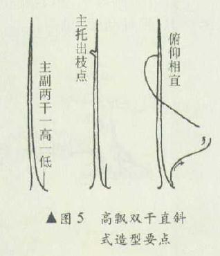 高飘双干直斜式盆景怎么造型