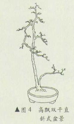 高飘双干直斜式盆景怎么造型