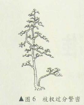 高飘双干直斜式盆景怎么造型