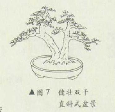 健壮双干直斜式怎么造型