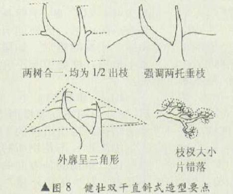 健壮双干直斜式怎么造型