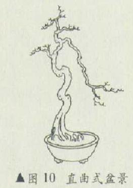 曲干型盆景怎么造型