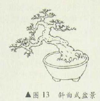 斜曲式盆景怎么造型