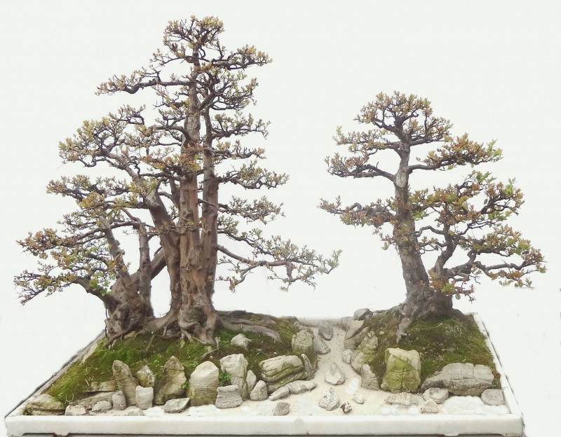 树木盆景怎么夏季浇水的方法