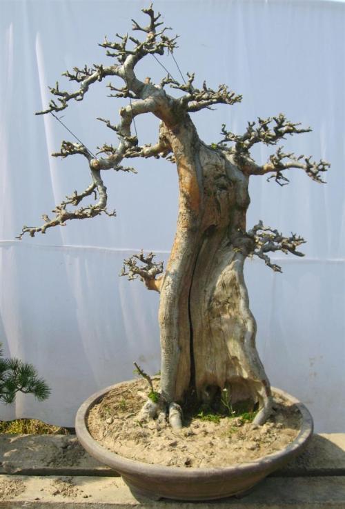 夏季树木盆景怎么剪枝的方法