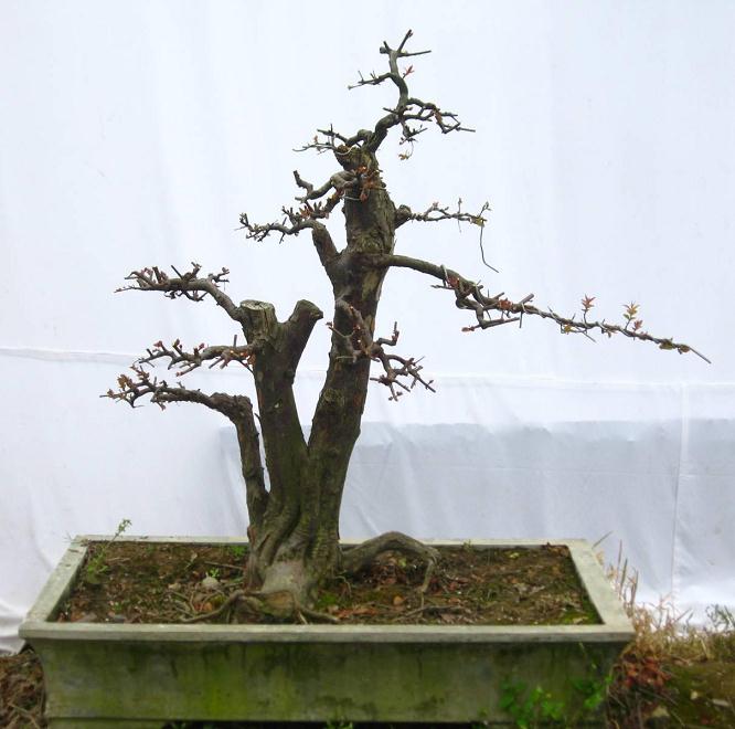 树木盆景夏季怎么形体修剪