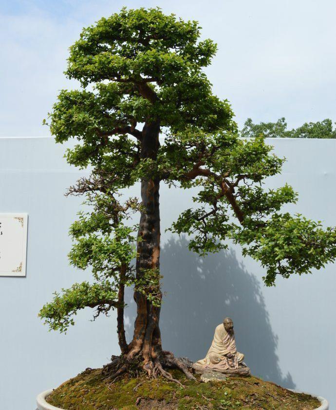 树木盆景夏季怎么遮荫防虫