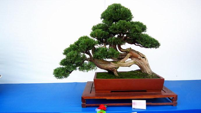树木盆景艺术的形式与手法有哪些