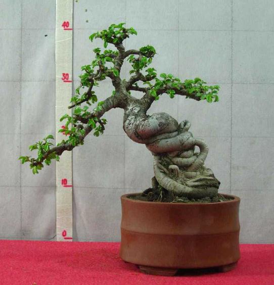 盆景艺术怎么庭院景观赏