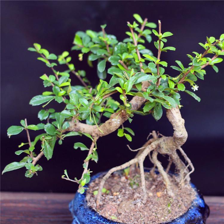 气象要素对茶树盆景生育有什么影响