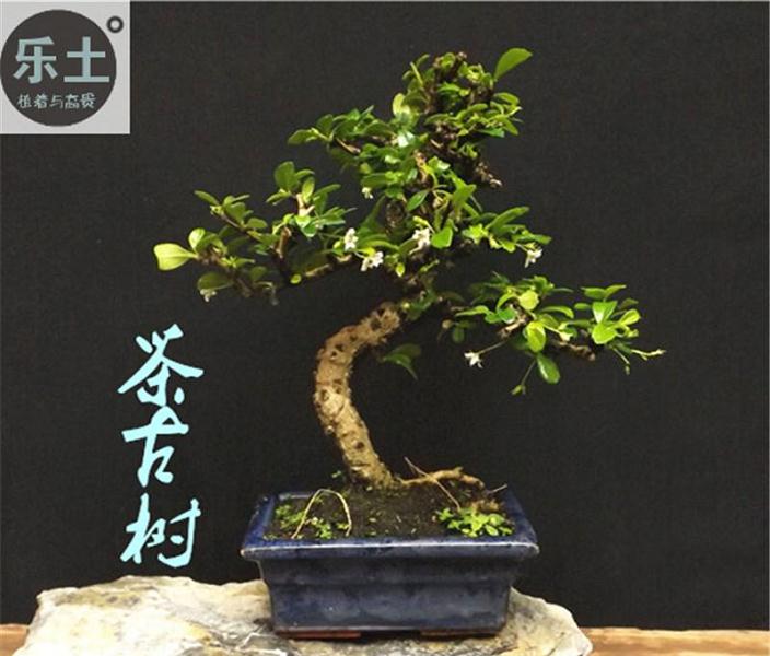 茶树盆景怎么修剪养护