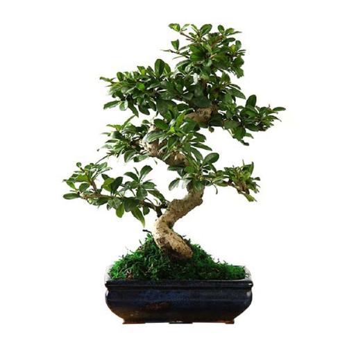 养茶树盆景的4个功能作用