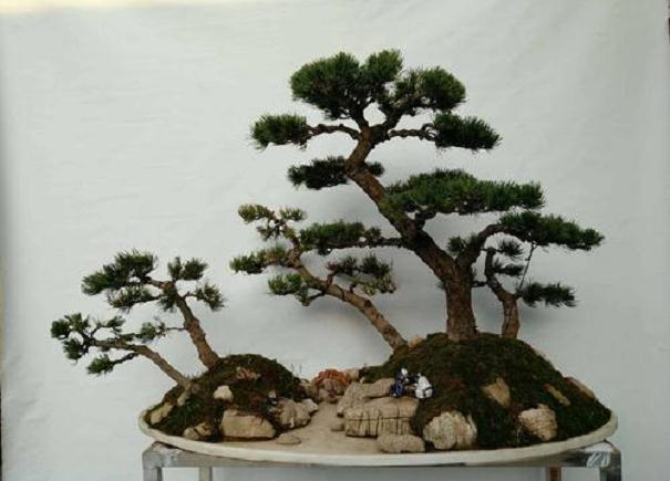 扬泰盆景技艺园本传承与创新的研究