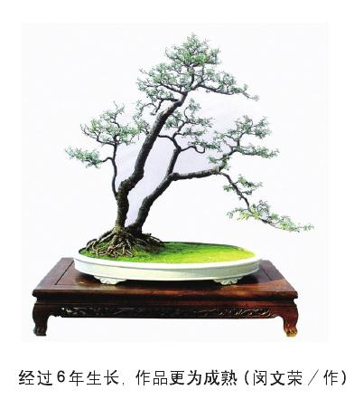 扬泰盆景技艺园本传承与创新的研究