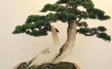 扬泰盆景技艺园本传承与创新的研究