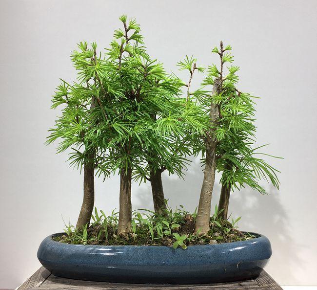 金钱松盆景的特性及怎么繁育方法