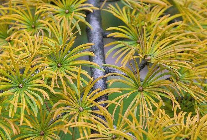 金钱松盆景的特性及怎么繁育方法