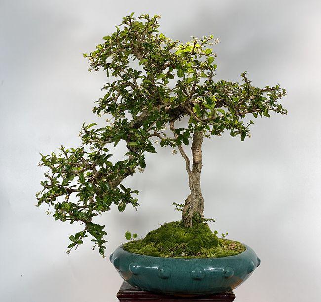 金钱松盆景上盆怎么选盆用土