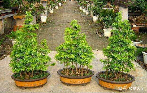 金钱松盆景怎么加工整枝