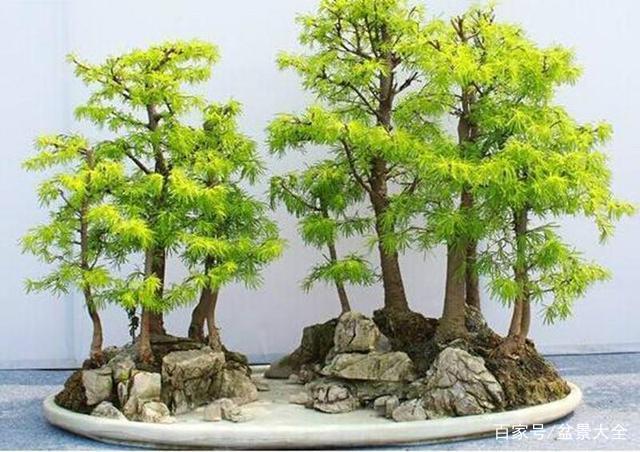 金钱松盆景怎么浇水施肥