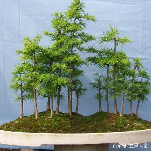 金钱松盆景怎么修剪翻盘