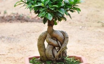 盆景人参未来的前景与展望 怎么样