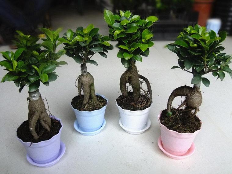 人参盆景怎么浇水控温