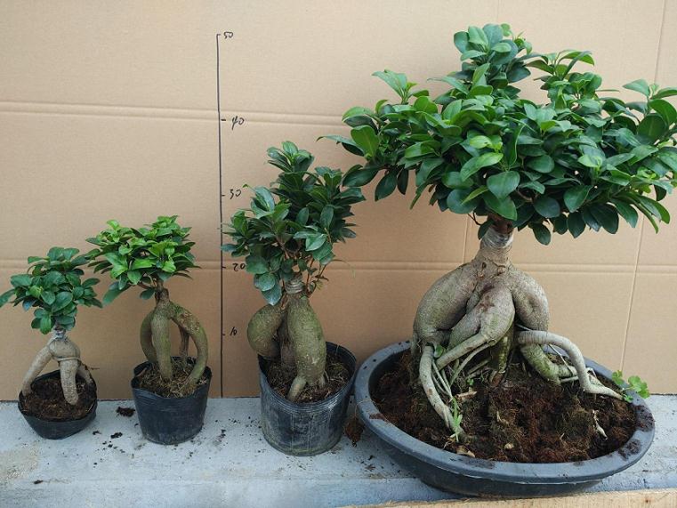 人参盆景怎么调光通风