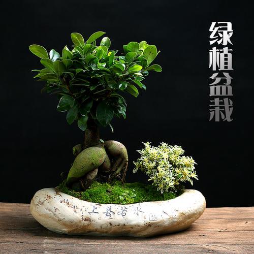 盆景人参培养土怎么配置