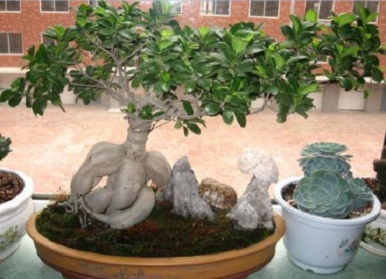 人参盆景怎么栽培