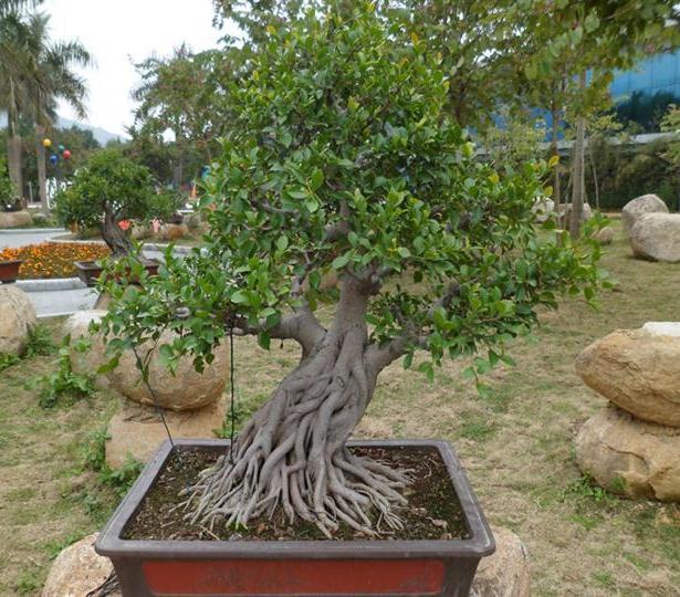 盆景种植过程追溯及营销管理系统的设计