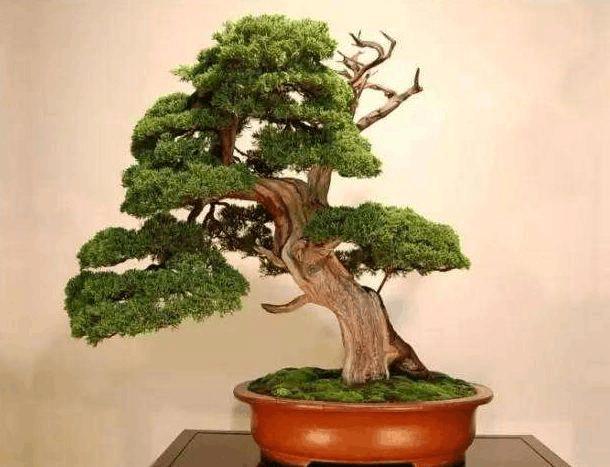 盆景种植过程追溯及营销管理系统的设计