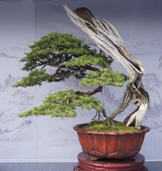 盆景种植过程追溯及营销管理系统的设计