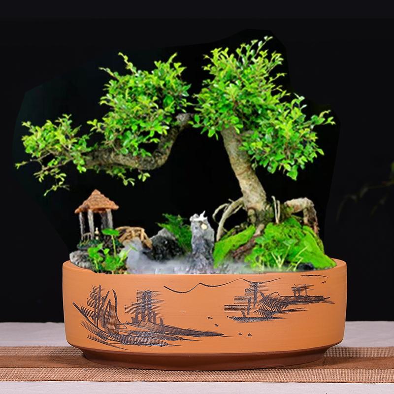 盆景种植主要的2个工作和安排