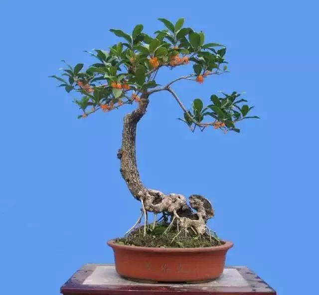 盆景种植主要的2个工作和安排