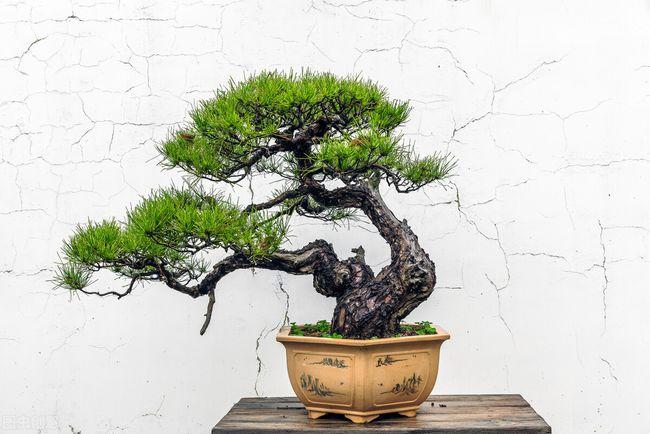 盆景种植过程的7个数据怎么传感器采集