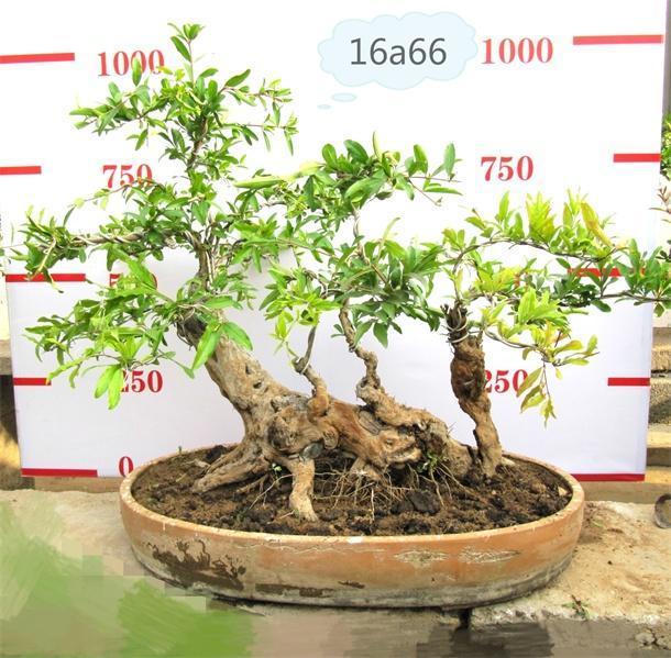 盆景种植过程的7个数据怎么传感器采集