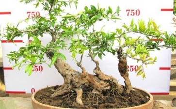 盆景种植过程的7个数据怎么传感器采集