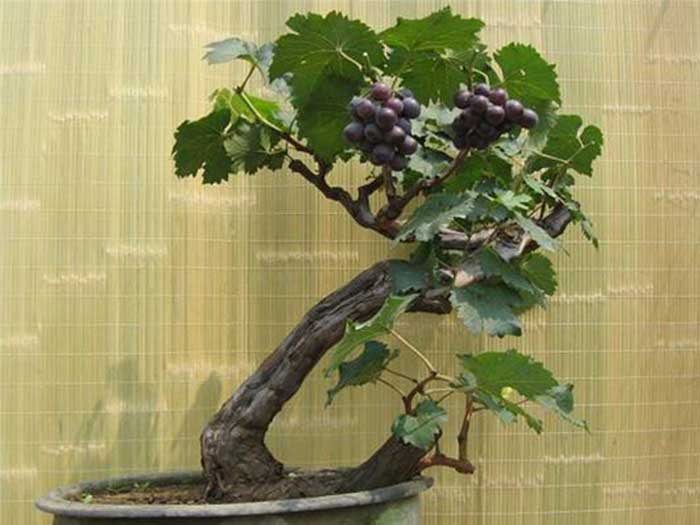 栽培葡萄盆景的成本投入和经济效益