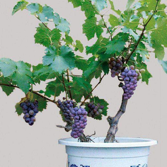 葡萄盆景怎么栽培的5个技术