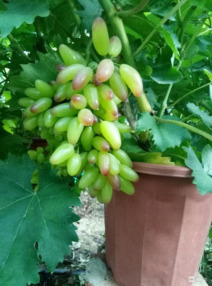 葡萄盆景怎么水肥管理和换盆