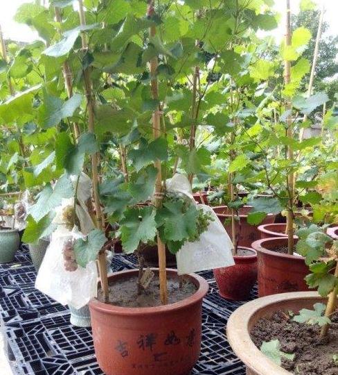 葡萄盆景怎么病虫害防治